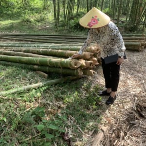 Cọc tre hàng chọn 5 mét