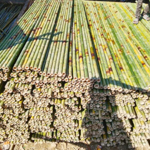 Sạp Tre Xây Dựng bản 5 cây