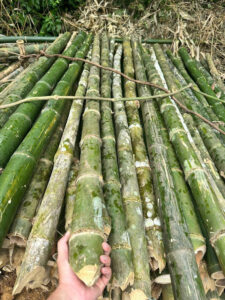 cọc tre già tây bắc, thẳng, đẹp, chắc chắn