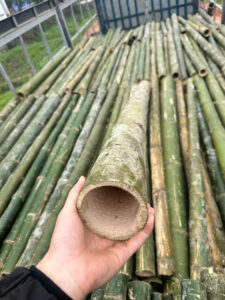 cọc tre xây dựng to, thẳng đẹp, giá tốt