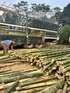 Cọc tre xây dựng, già thẳng chắc